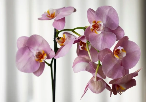 Płaska łyżeczka i storczyk rusza z miejsca. Robię to raz w miesiącu