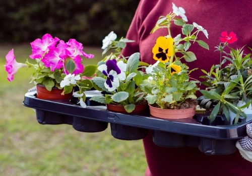 Posadź je kwietniu na balkonie, a sąsiedzi będą spoglądać z zazdrością
