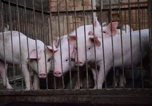 Cyfrowa rewolucja tylko na papierze? Rolnicy utknęli między systemem a urzędem