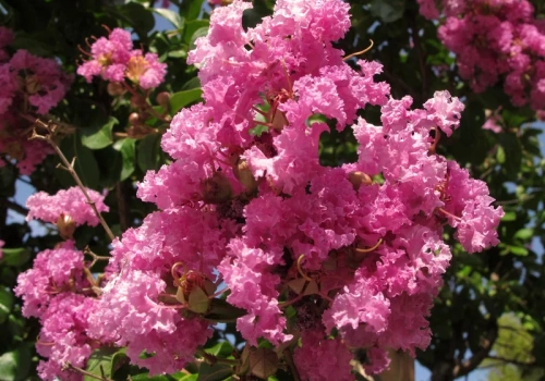 Polacy porzucają hortensje. Ten krzew kwitnie aż 120 dni i nie boi się upałów