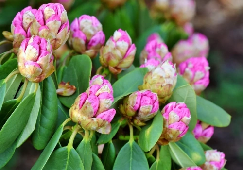 Wsyp jedną szklankę pod krzak. Rododendron odzyska wigor