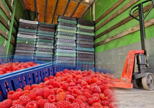 Zmowa cenowa przy skupie owoców. Pierwsze firmy ukarane, trwa postepowanie w sprawie kolejnych