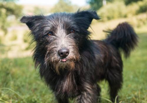 Krajowy rejestr coraz bliżej. Czipowanie psów i kotów będzie obowiązkowe!    