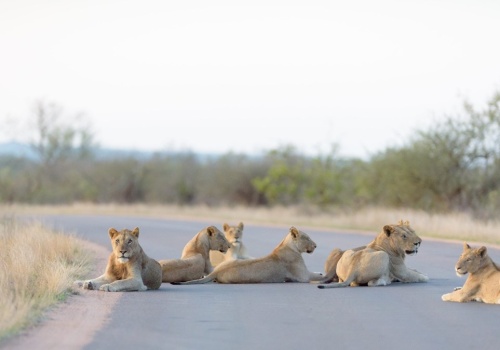 Coś bardzo złego dzieje się z przyrodą Afryki. Naukowcy wskazali przyczynę