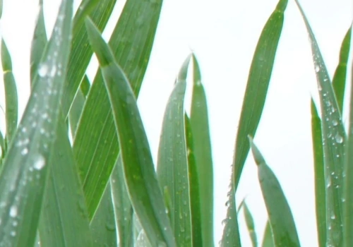 Dokarmianie zbóż decyduje o plonie. Ten moment jest kluczowy