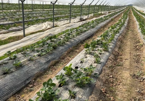 Truskawki w trudnym okresie – praktyczne zalecenia prof. Zbigniewa Jarosza