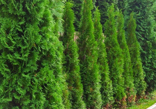 Mój ulubiony nawóz do tui. Już nie kupuję sklepowej chemii