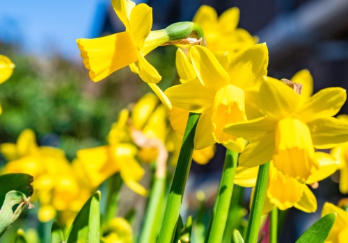 „Pola Nadziei” po raz kolejny w Radiu Gdańsk. Słuchaj, licytuj i pomagaj!
