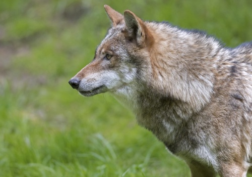 Szukali go ponad tydzień. Zamknięto szkołę i użyto dronów