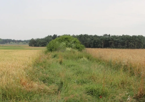 Awantura o miedzę i groźby podpalenia. Co może zrobić rolnik?
