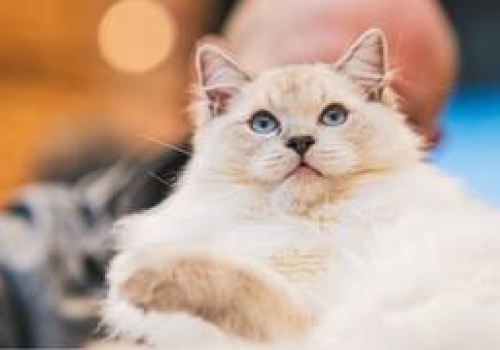 Kocie piękności we Wrocławiu. W sobotę Pokaz Kotów Rasowych i strefa adopcji w Pasażu Grunwaldzkim