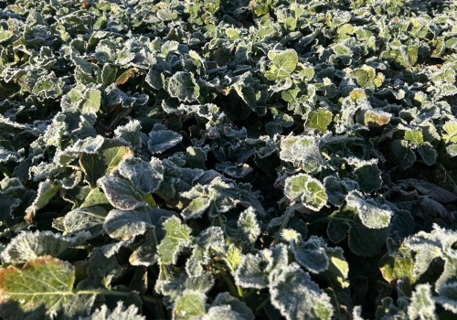 Najpierw 20°C, potem przymrozki. Wiosna pokaże dwa oblicza