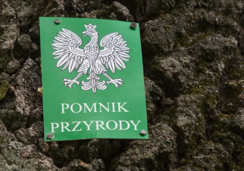 Cztery drzewa stracą status pomników przyrody. Miasto tłumaczy decyzję bezpieczeństwem