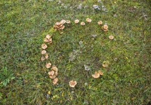 Widzisz na trawniku? To może być początek problemów