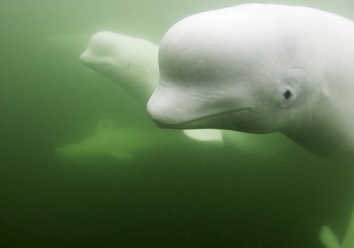 Kolejny rzadki waleń wpłynął do Bałtyku. Czy znów będzie problem?