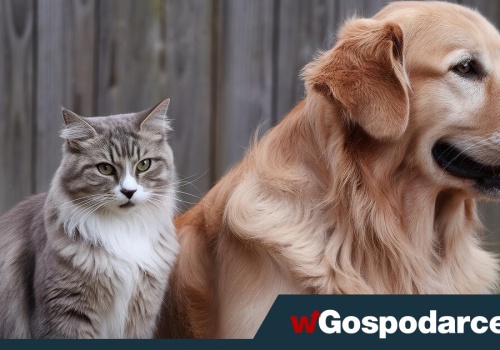 Tragedia dla psów i kotów. Sejm zdecydował w sprawie chipowania zwierząt