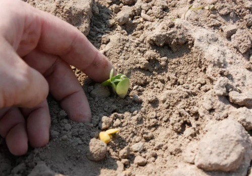 W jakiej rozstawie siać łubin i jak obliczyć normę siewu?