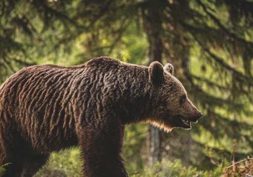 Sejm zgodził się na strzelanie gumowymi kulami do żubrów i niedźwiedzi