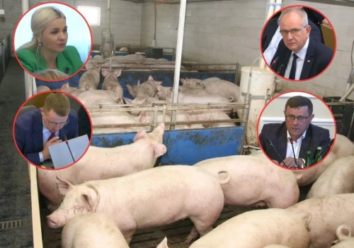 4 tysiące rolników już odpuściło. „Dokładamy 360 zł do każdej świni”