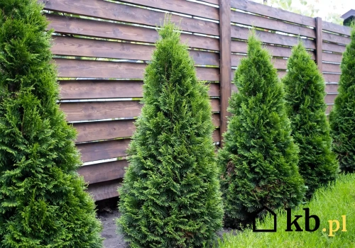 Posadził tuje przy płocie i zaczęły się problemy. Sąsiad miał prawo