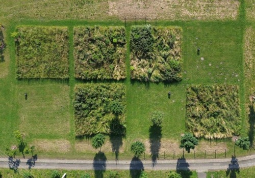 Kosić czy nie kosić? Na to pytanie odpowiedzieli naukowcy z Uniwersytetu Jagiellońskiego