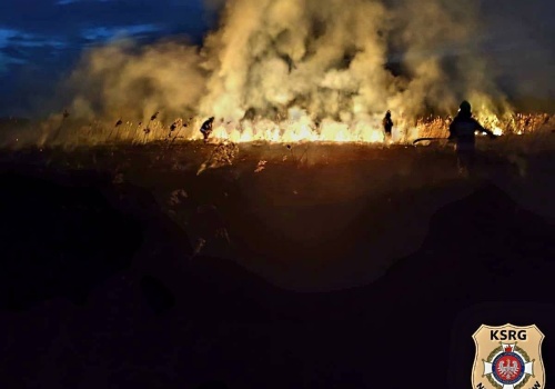 Pożar traw i nieużytków w Krasnem. Na miejscu działało kilka zastępów straży pożarnej