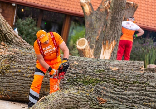 Efektowny Plener Rzeźbiarski wraca do bałtowskiego JuraParku