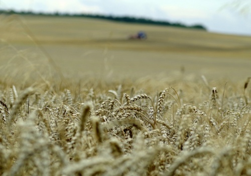 Pszenica spalona na 200 ha. Straty przekraczają 500 tys. zł