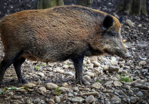 Rafał Trzaskowski zdecydował ws. dzików. Powstanie specjalny zespół