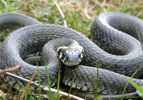Czym żywi się zaskroniec? Gdzie najczęściej można zobaczyć polskiego węża