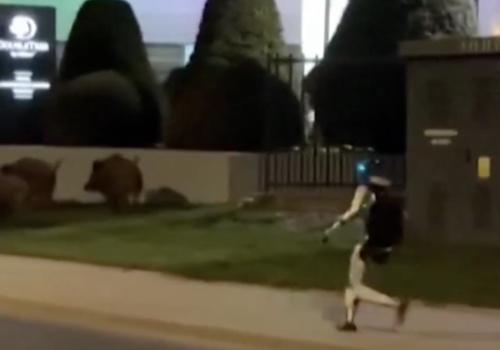 Kim jest robot, który po ulicach Warszawy gonił dziki?