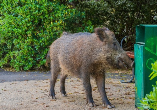 W Warszawie powstanie zespół ekspertów do spraw dzików