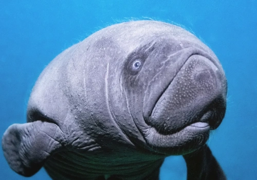 Operacja „Ambroży” we wrocławskim ogrodzie zoologicznym