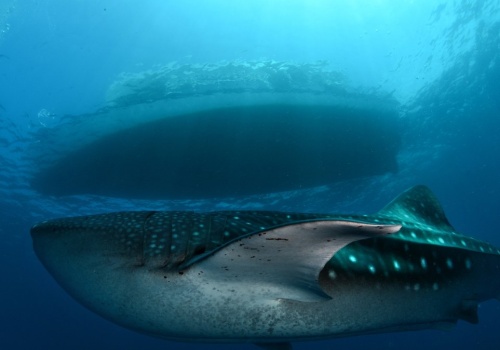 Ogromny rekin widziany w turystycznym raju. Polacy kochają to miejsce