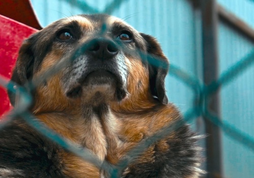 Nowy obowiązek dla właścicieli psów i kotów. Sejm zdecydował ws. czipów