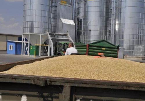 Pszenica może zdrożeć, bydło stanieć. A co z cenami nawozów i świń?