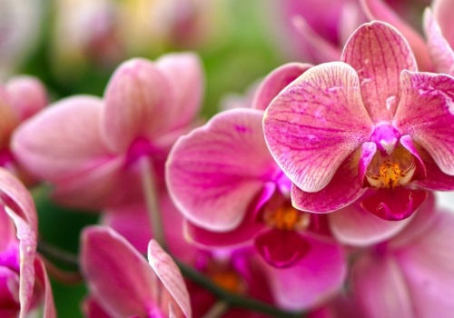 Weź z łazienki i wkrusz do storczyka. Na majówkę zobaczysz pierwsze kwiatki