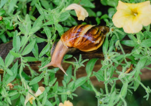 Mniej chemii, więcej natury. Te zioła i kwiaty skutecznie odstraszą ślimaki
