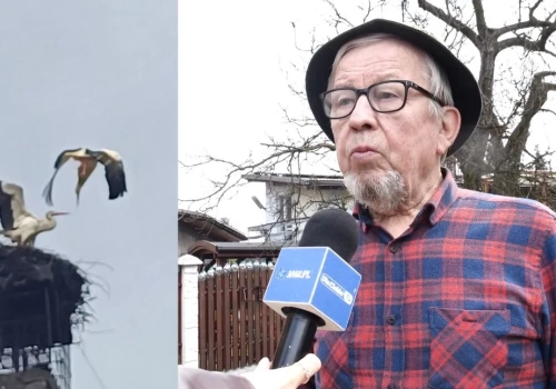 Bitwa bocianów o gniazdo u Stanisława Bigaja w Jaworznie