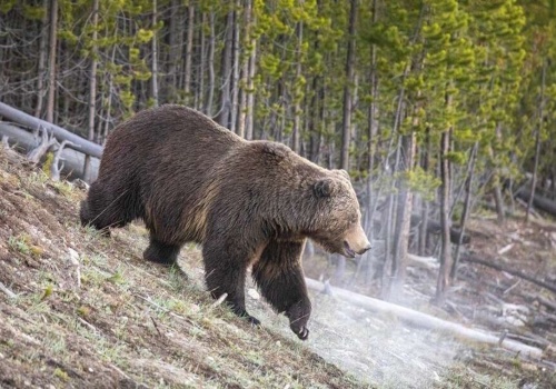 Żubry i niedźwiedzie. Sejm zdecydował ws. użycia gumowych kul