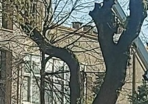 Wycięte drzewa przy I LO w Koninie. Emocje nie opadają