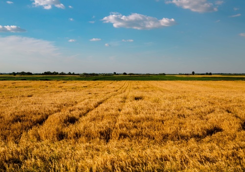 Kujawy kolebką rolnictwa. Badania polskich naukowców dostarczyły szokujących wniosków