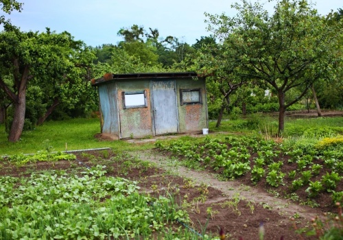 Milion złotych kary za roślinę w ogrodzie? Unijna lista roślin zakazanych