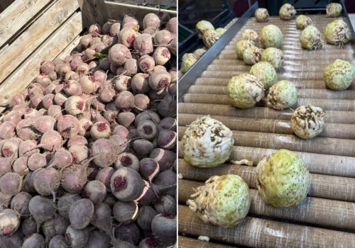 Rolnik został ze 150 tonami selera. „50 gr? To cios poniżej pasa”