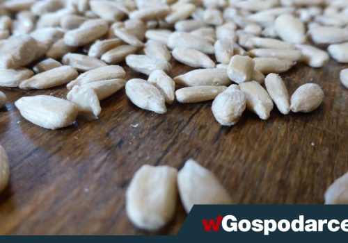 Toksyczny słonecznik z Argentyny. 