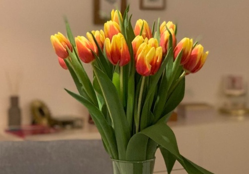 Twoje tulipany będą stały w wazonie tygodniami. Wystarczy wykorzystać ten patent florystek