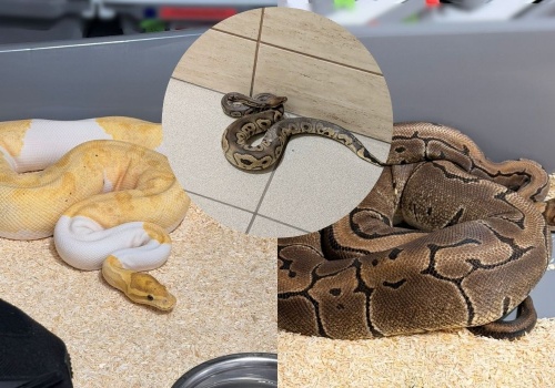 Kraków: policja zaopiekuje się 148 pytonami królewskimi, które ktoś na luzaku hodował sobie w bloku