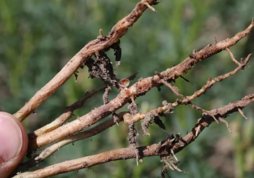 Zaprawianie łubinu przed siewem – czy nitraginę można łączyć ze środkami ochrony roślin?