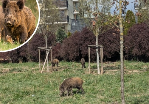 Miasto walczy z dzikami. Urzędnicy sięgnęli po zapach 
