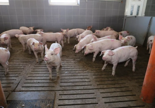 Jakie ceny świń dziś? Zakłady nie chcą płacić więcej